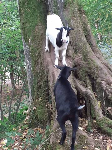 Les gîtes du parc à Mantoche